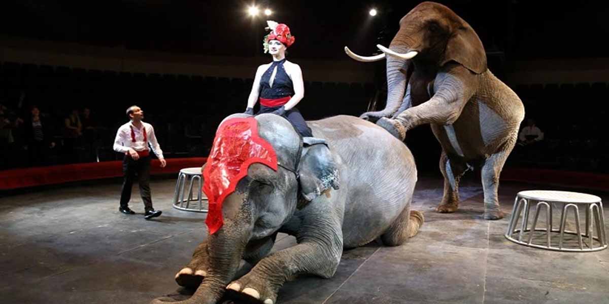 цирк с животными